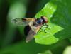 Volucella pellucens